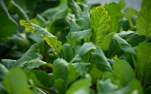 土壤養(yǎng)分測(cè)試儀改善大棚蔬菜肥害