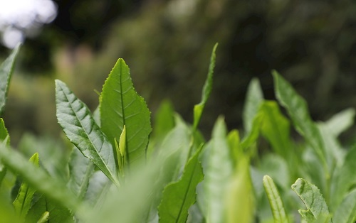 茶葉大國應(yīng)用，土壤養(yǎng)分檢測儀可以對茶葉合理施肥有何等指導(dǎo)作用？