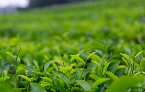 土壤溫濕度儀助推傳統(tǒng)茶產(chǎn)業(yè)優(yōu)質(zhì)發(fā)展，指導(dǎo)灌溉作業(yè)