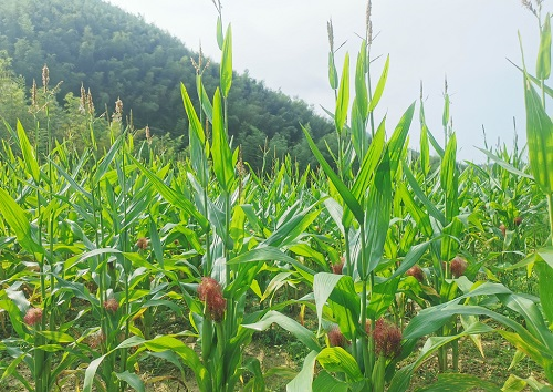 土壤緊實(shí)度儀是測定土壤硬度的重要工具