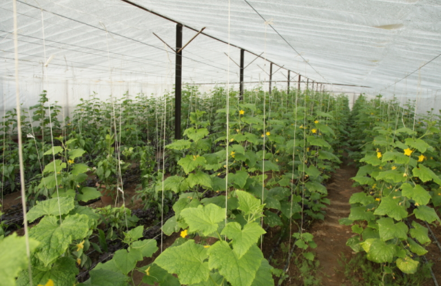 土壤水分測(cè)定儀對(duì)提升蔬菜種植質(zhì)量有什么好處
