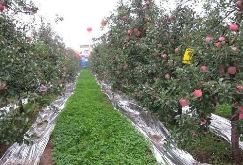 利用快速土壤水分溫度測(cè)定儀測(cè)定研究果園生草對(duì)土壤環(huán)境的影響