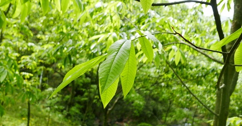 核桃果園應(yīng)該利用土壤水分溫度速測(cè)儀優(yōu)化土壤條件
