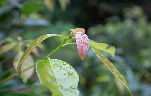 如何利用土壤墑情測(cè)量?jī)x指導(dǎo)香樟樹培育？