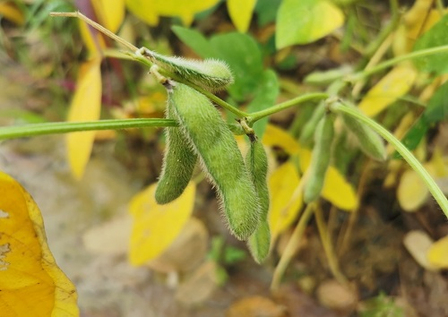 大豆種植不景氣？土壤養(yǎng)分測(cè)試儀找到了新出路