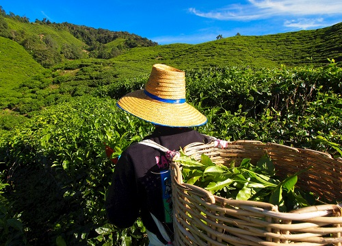 茶園里面的土壤應(yīng)該如何檢測(cè)？利用土壤儀器對(duì)茶園土壤的有效管理