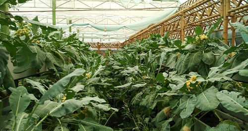 大棚土壤鹽漬化會對蔬菜種植（根、葉、果）帶來哪些危害？