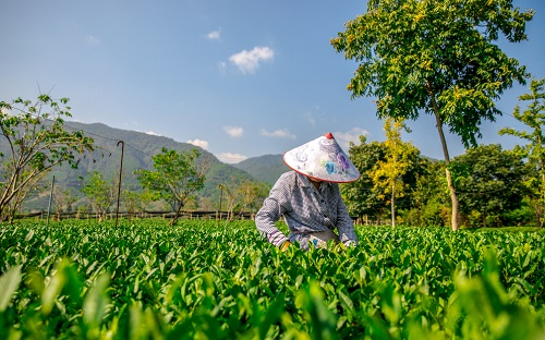 現(xiàn)代精細農業(yè)耕作中常用的土壤工具---多參數(shù)土壤測量儀智慧種植
