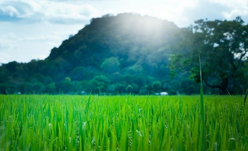 土壤墑情監(jiān)測(cè)系統(tǒng)提高土壤重要信息監(jiān)測(cè)能效