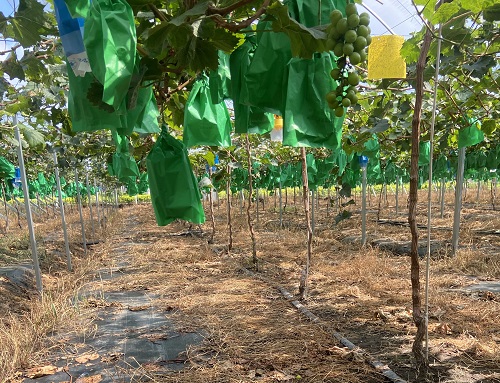土壤水分測(cè)定儀避免久旱灌溉造成的葡萄脫水問(wèn)題