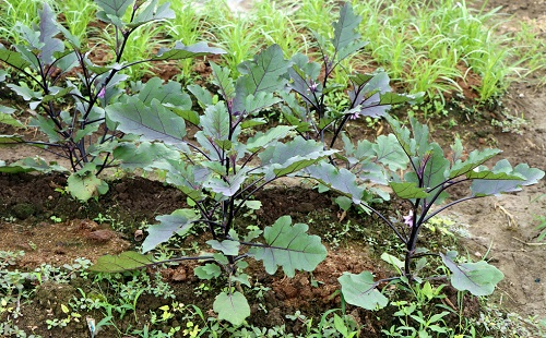 夏季育苗三個(gè)注意事項(xiàng)，了解土壤墑情很重要